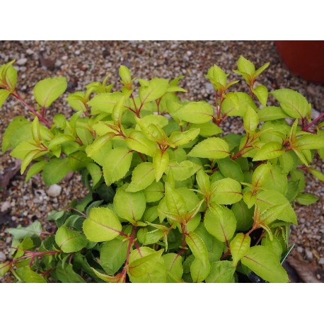 Fuchsia 'Genii'