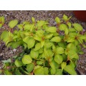 Fuchsia 'Genii'