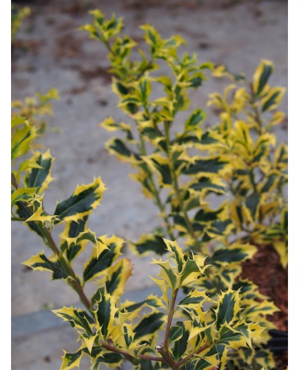 Ilex aquifolium 'Golden DJ'®