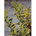 Ilex aquifolium 'Golden DJ'®