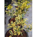 Ilex aquifolium 'Golden DJ'®