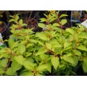 Fuchsia 'Genii'