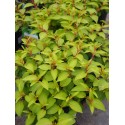 Fuchsia 'Genii'