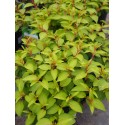 Fuchsia 'Genii'