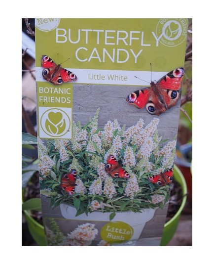 Buddleja Butterfly Candy 'Liittle Lilla' ®
