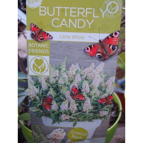 Buddleja Butterfly Candy 'Liittle Lilla' ®