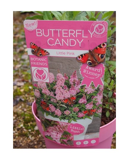 Buddleja Butterfly Candy 'Liittle Pink' ®