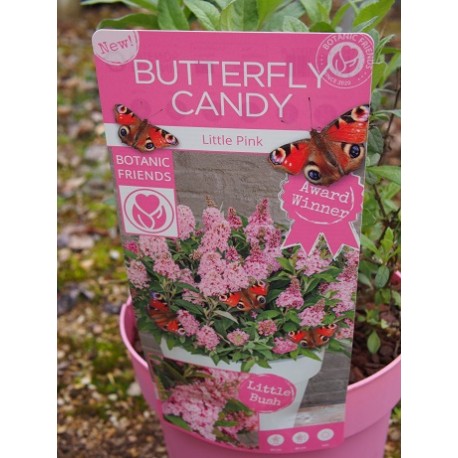 Buddleja Butterfly Candy 'Liittle Pink' ®