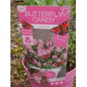 Buddleja Butterfly Candy 'Liittle Pink' ®