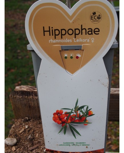 Hippophae rhamnoides 'Leikora'