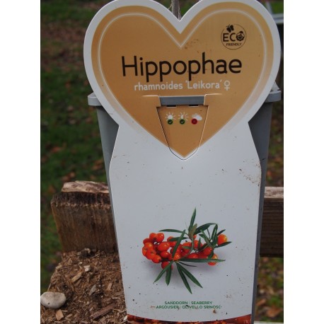 Hippophae rhamnoides 'Leikora'