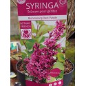 Syringa 'Bloomerang Dark Purple® - lilas nain remontant