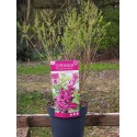 Syringa 'Bloomerang Dark Purple® - lilas nain remontant