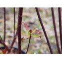 Cornus alba 'Kesselringii' - cornouiller