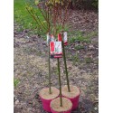 Salix integra 'Flamingo' ®