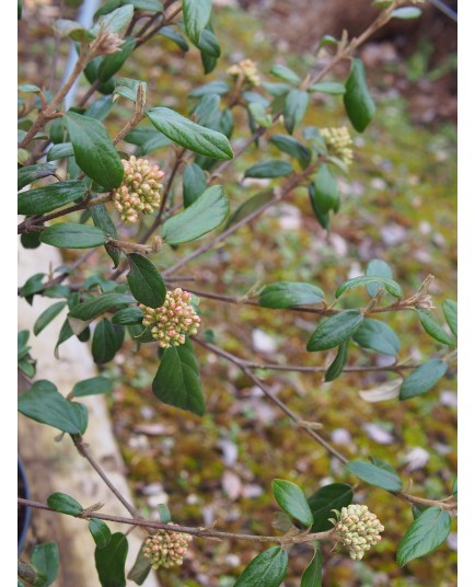 Viburnum burkwoodii x 'Conoy'