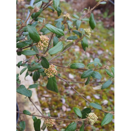 Viburnum burkwoodii x 'Conoy'