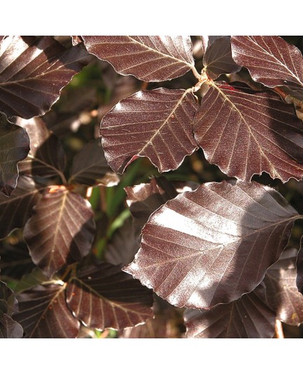 Fagus sylvatica - hêtres communs, fayards,