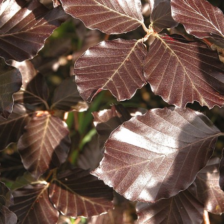 Fagus sylvatica - hêtres communs, fayards,