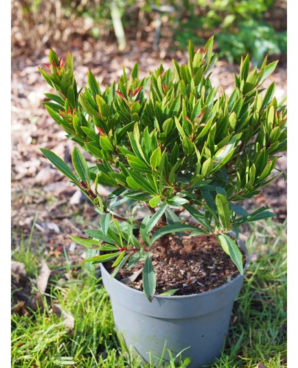 Arbutus unedo 'Mercurius'