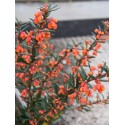 Berberis linearifolia 'Orange King' - Epine Vinette