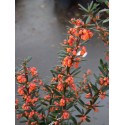 Berberis linearifolia 'Orange King' - Epine Vinette