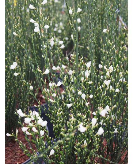 Cytisus praecox x 'Albus' - genêts hybrides, genêts à balais,