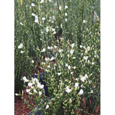 Cytisus praecox x 'Albus' - genêts hybrides, genêts à balais,