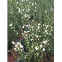 Cytisus praecox x 'Albus' - genêts hybrides, genêts à balais,