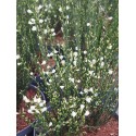 Cytisus praecox x 'Albus' - genêts hybrides, genêts à balais,