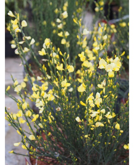 Cytisus praecox x 'Allgold' - Genêt hybride