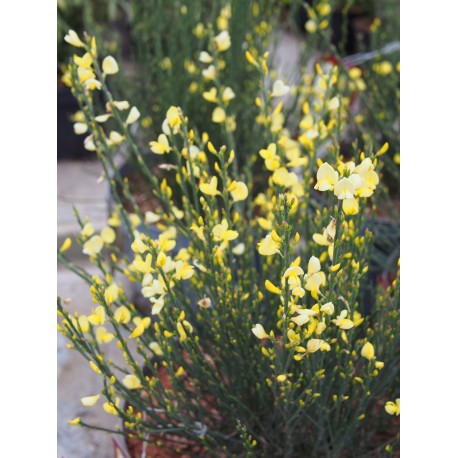 Cytisus praecox x 'Allgold' - Genêt hybride