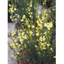 Cytisus praecox x 'Allgold' - Genêt hybride