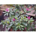 Daphne transatlantica x ' Pink Fragrance' ®