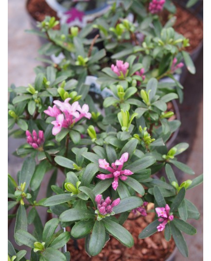 Daphne transatlantica x ' Pink Fragrance' ®