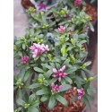 Daphne transatlantica x ' Pink Fragrance' ®