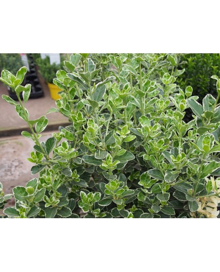 Euonymus japonicus 'Kathy'