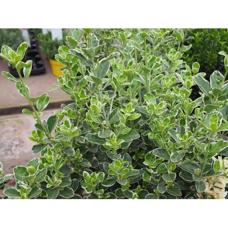 Euonymus japonicus 'Kathy'