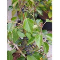 Hedera helix 'Arborescens' - lierres de Perse,