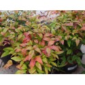 Nandina domestica 'Blush Pink'® - Bambou sacré