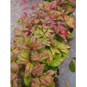 Nandina domestica 'Blush Pink'® - Bambou sacré