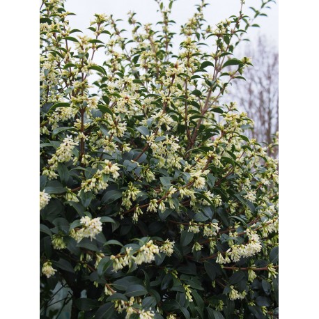 Osmanthus burkwoodii x - Osmanthe de Burkwood