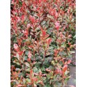 Photinia fraseri 'Corallina' ®