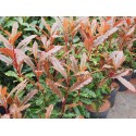 Photinia serratifolia 'Crunchy' ®