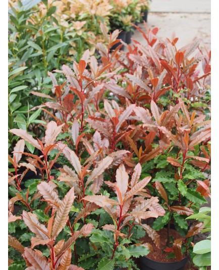 Photinia serratifolia 'Crunchy' ®