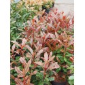 Photinia serratifolia 'Crunchy' ®