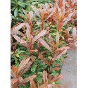 Photinia serratifolia 'Crunchy' ®