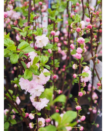 Prunus triloba - amandier à fleurs