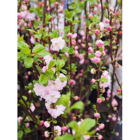 Prunus triloba - amandier à fleurs