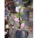 Prunus triloba - amandier à fleurs